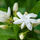 Fragrant Common Jasmine Hybrid Flower Plant Live in Polybag for Your Garden