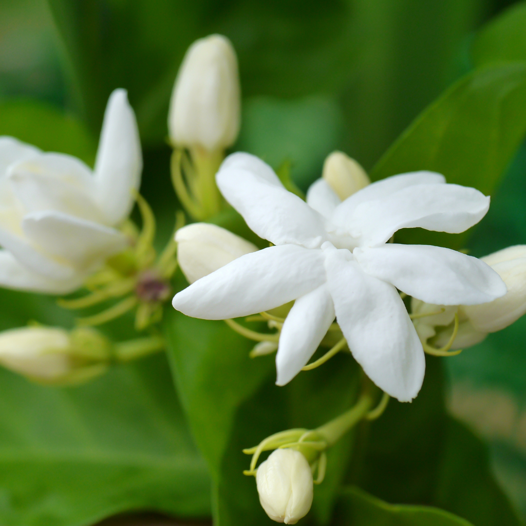 Fragrant Common Jasmine Hybrid Flower Plant: Live Outdoor Ornamental Shrub for Gardens