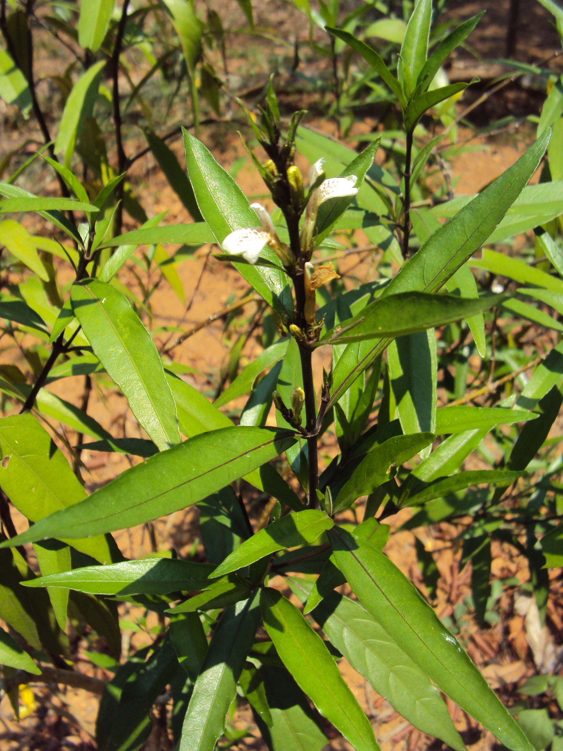 Vaathamkolli Justicia Gendarussa Medicinal Plant: Healthy Live Plant in Polybag