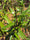 Vaathamkolli Justicia Gendarussa Medicinal Plant: Healthy Live Plant in Polybag