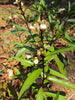 Vaathamkolli Justicia Gendarussa Medicinal Plant: Healthy Live Plant in Polybag