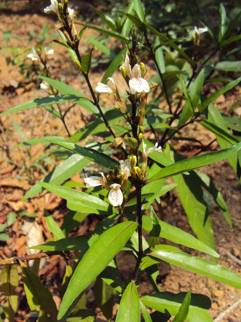 Vaathamkolli Justicia Gendarussa Medicinal Plant: Healthy Live Plant in Polybag