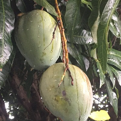 Exotic Mango Plant Varieties for Your Garden (Keitt ) ) Live Mango 1 Plant (Mangifera indica) – Grafted Variety  -Fruit Plants