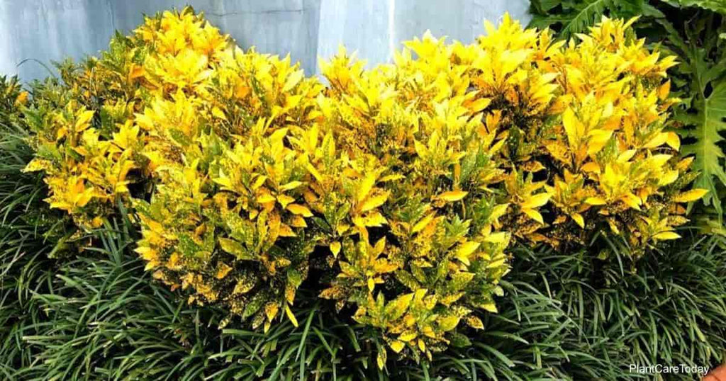 Patabahar Live Plants (Pack of 1) | Petra Croton | Indoor Decorative Plant with Golden Yellow Variegated Leaves | Natural Air Purifier | BUTON - Best Selling