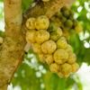 Langsat / Duku - Lansium domesticum - Fruit Plant