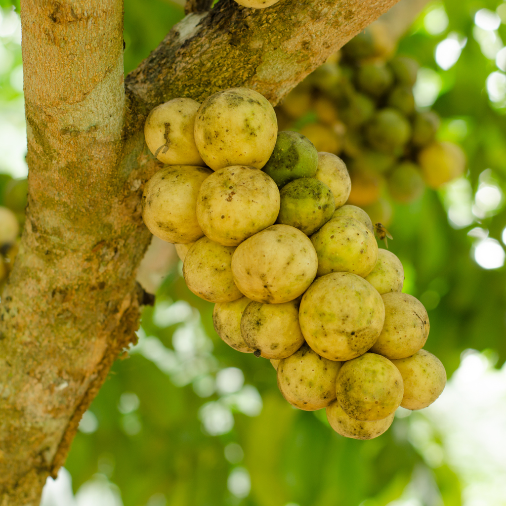 Langsat / Duku - Lansium domesticum - Fruit Plant