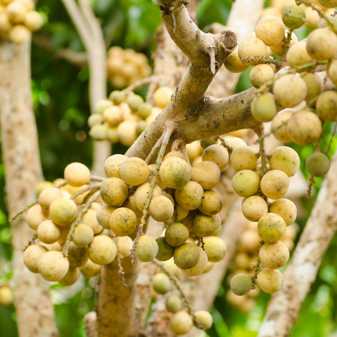 Langsat / Duku - Lansium domesticum - Fruit Plant