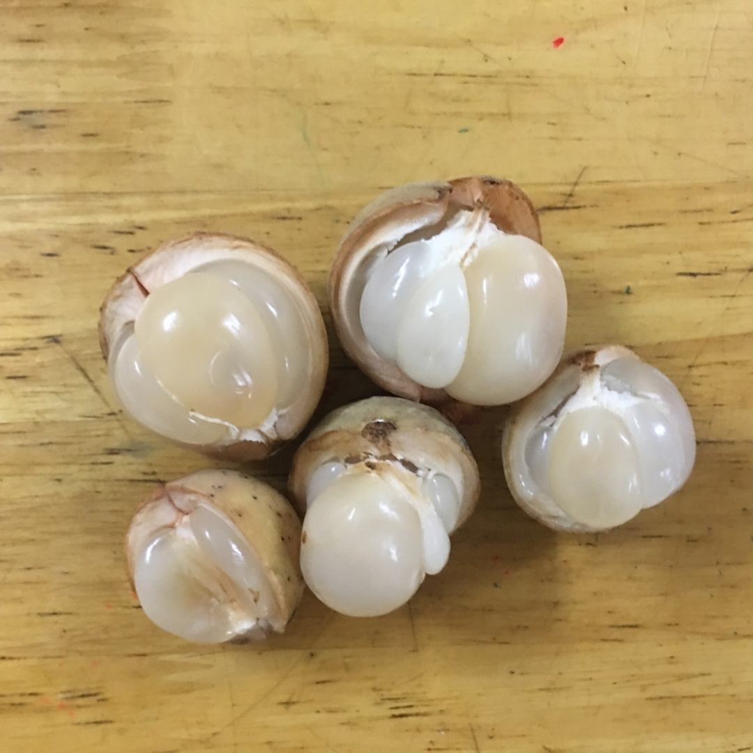 Langsat / Duku - Lansium domesticum - Fruit Plant