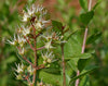 Authentic Mailanji Lawsonia Inermis Medicinal Plant: Healthy Live Henna Plant