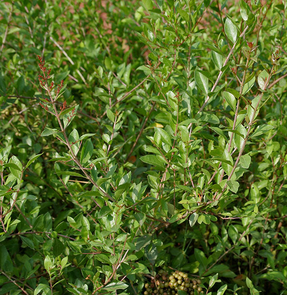 Authentic Mailanji Lawsonia Inermis Medicinal Plant: Healthy Live Henna Plant