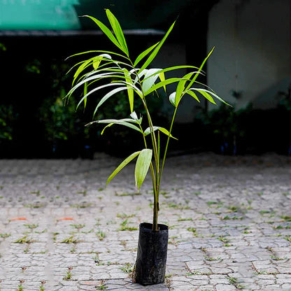 ACAI BERRY FRUIT PLANT EXOTIC PLANTS