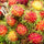 Rongrien (Thailand) Rambutan Hybrid Exotic Fruit Seeds, Pack of 5 - Fruit Seeds