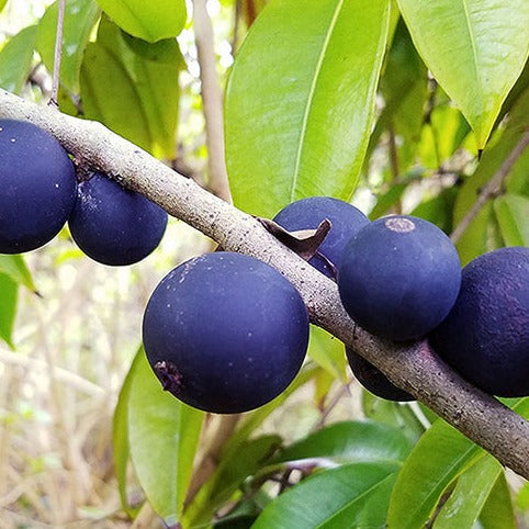 Blue Jaboticaba (Myrciaria Vexator)  Fruit Plant