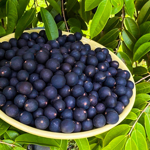 Blue Jaboticaba (Myrciaria Vexator)  Fruit Plant