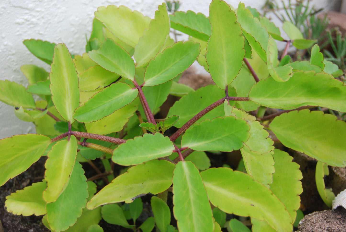 Ila Mulachi Bryophyllum Pinnatum Live Medicinal Plant - Healthy Herbal Healer