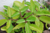 Ila Mulachi Bryophyllum Pinnatum Live Medicinal Plant - Healthy Herbal Healer