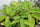 Ila Mulachi Bryophyllum Pinnatum Live Medicinal Plant - Healthy Herbal Healer
