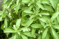 Stevia rebaudiana-Medicinal Plant