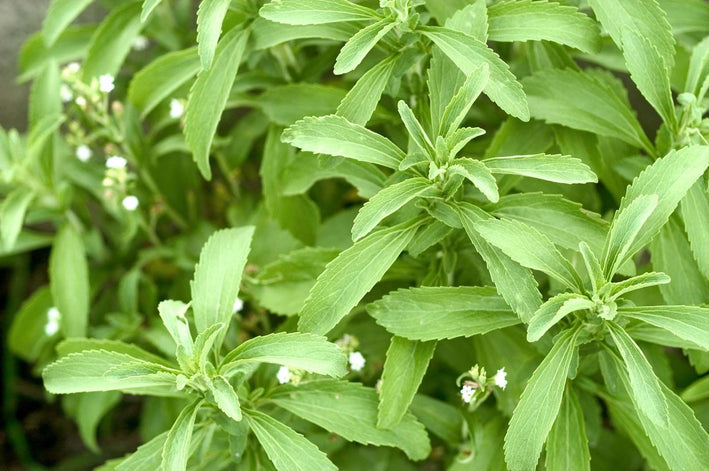 Stevia rebaudiana-Medicinal Plant