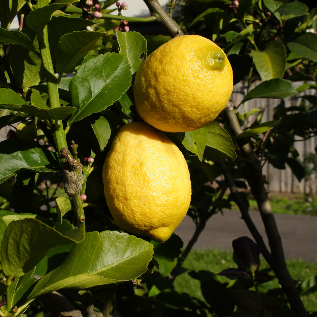 Citrus Lemon - Eureka Lemon - Hybrid Fruit Plant
