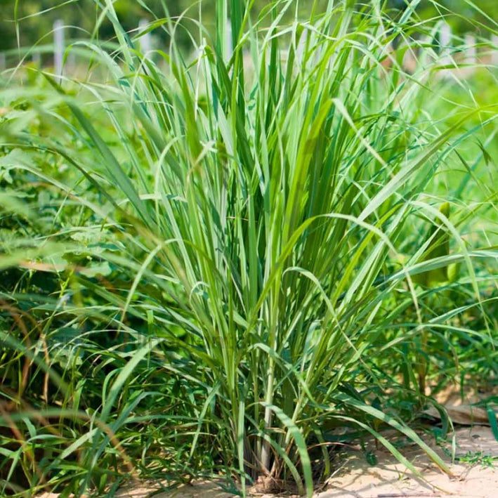 LEMON GRASS – CYMBOPOGON CITRATUS PLANT -Medicinal Plants 1 Plants