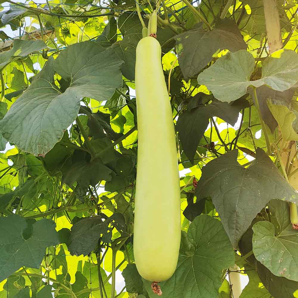 🥒 Bottle Gourd (Lauki / Ghiya) Long Hybrid Seeds – Pack of 20 - Vegetable Seeds