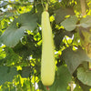 🥒 Bottle Gourd (Lauki / Ghiya) Long Hybrid Seeds – Pack of 20 - Vegetable Seeds