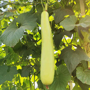 🥒 Bottle Gourd (Lauki / Ghiya) Long Hybrid Seeds – Pack of 20 - Vegetable Seeds