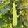 🥒 Bottle Gourd (Lauki / Ghiya) Long Hybrid Seeds – Pack of 20 - Vegetable Seeds