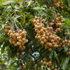 Longan - Dragon's Eye - Dimocarpus longan Fruit Plant