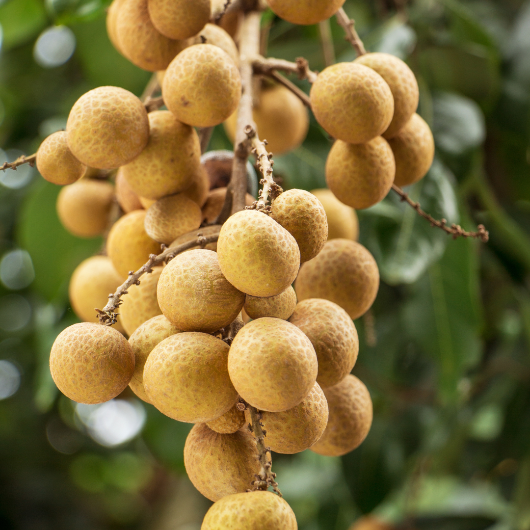 Longan - Dragon's Eye - Dimocarpus longan Fruit Plant