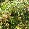 Longan - Dragon's Eye - Dimocarpus longan Fruit Plant