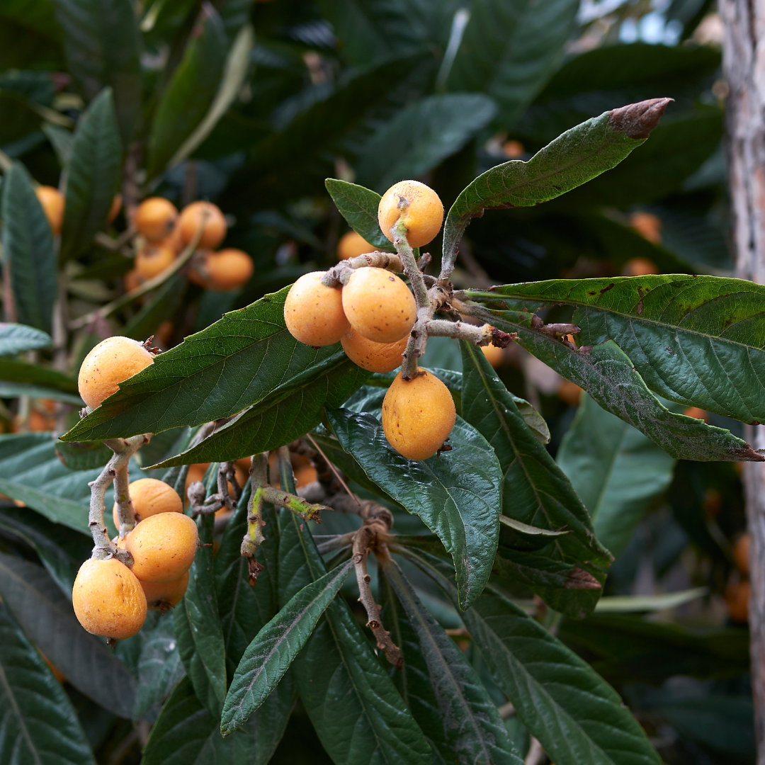 Loquat - Japan Plum - Eriobotrya japonica Fruit Plant