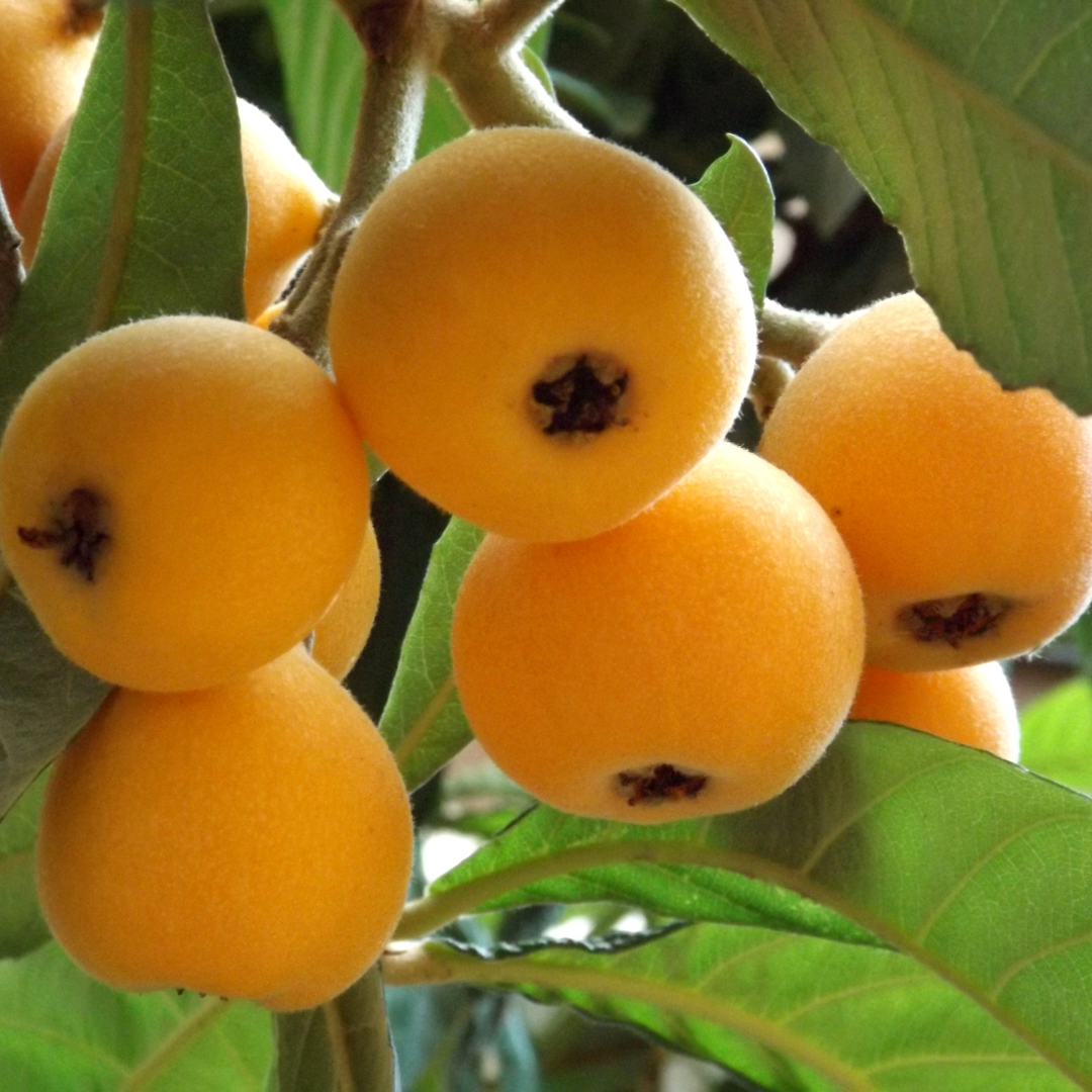 Loquat - Japan Plum - Eriobotrya japonica Fruit Plant