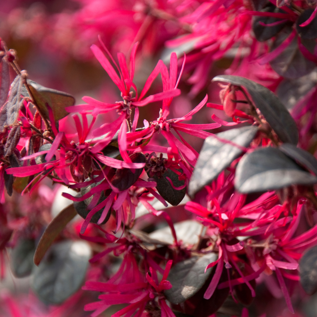 Vibrant Loropetalum Chinese Fringe Flower Hybrid Plant for Your Garden