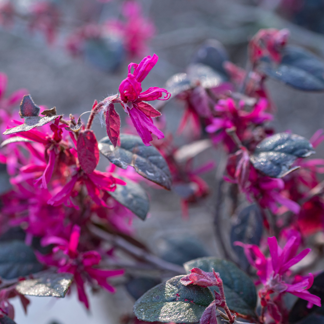 Vibrant Loropetalum Chinese Fringe Flower Hybrid Plant for Your Garden