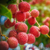 Lychee Fruit - Bengal Lychee - Litchi chinensis Fruit Plant