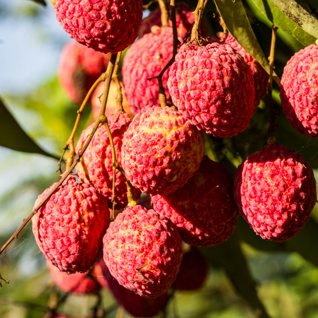 Lychee Fruit - Bengal Lychee - Litchi chinensis Fruit Plant