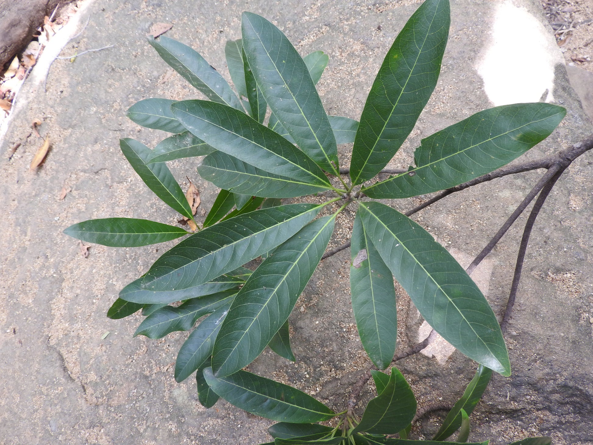 Eluppa (Madhuca longifolia) Medicinal Plant - Healthy Live Plant in Polybag