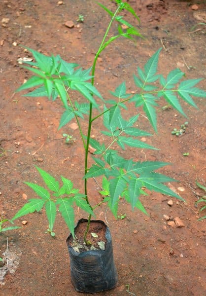 Malaveppu plant Chinaberry Melia azedarach-  Medicinal Plant Live Plants