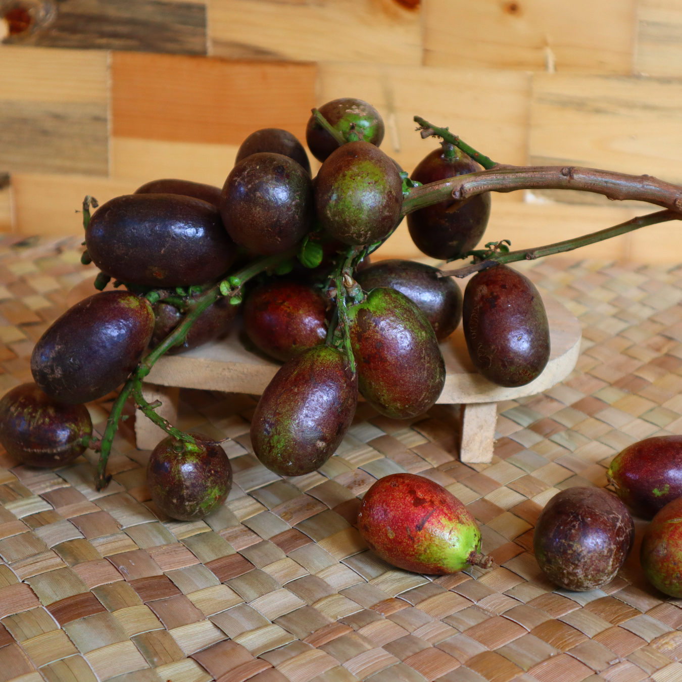 Matoa - Red Matoa - Pometia pinnata Fruit Plant