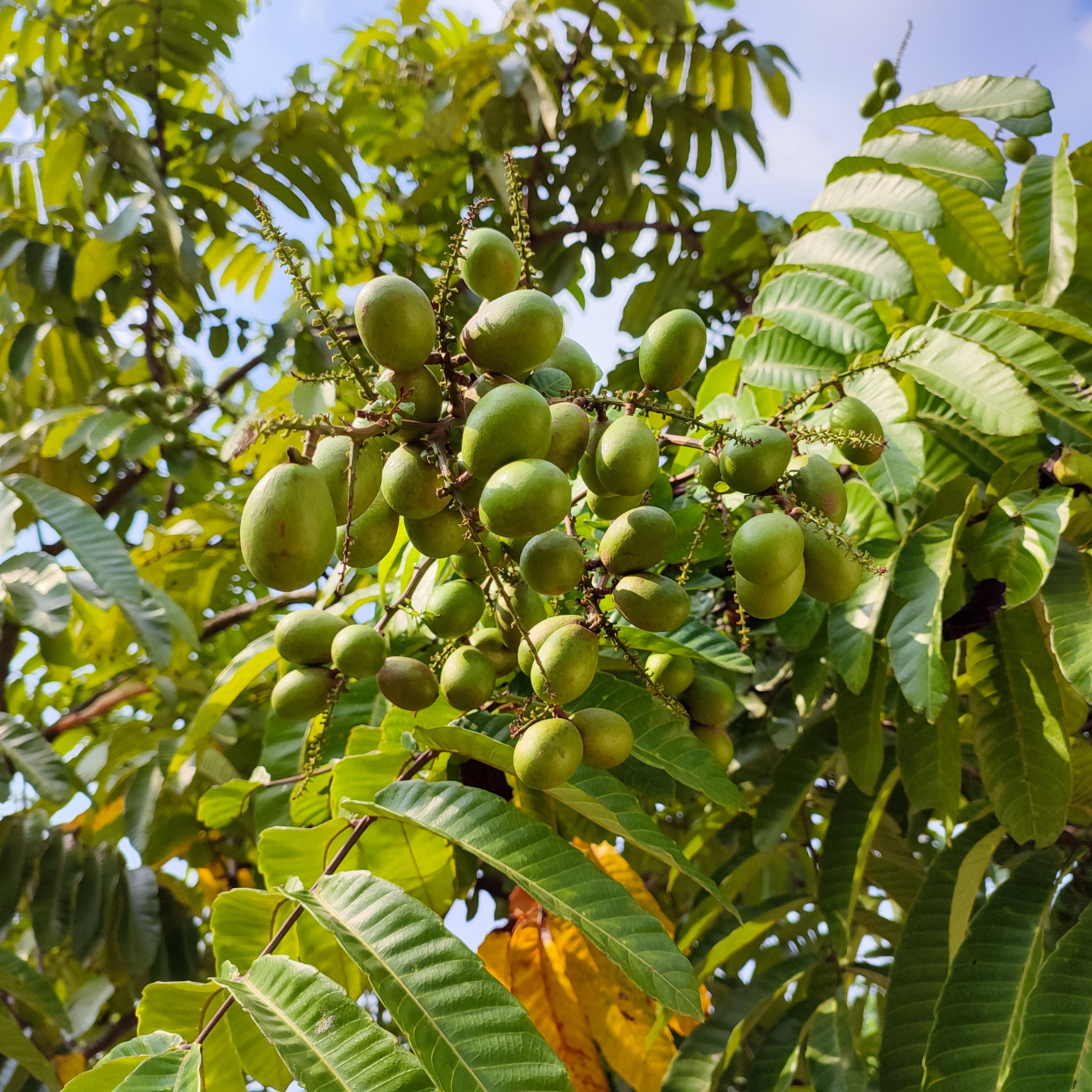 Matoa - Red Matoa - Pometia pinnata Fruit Plant