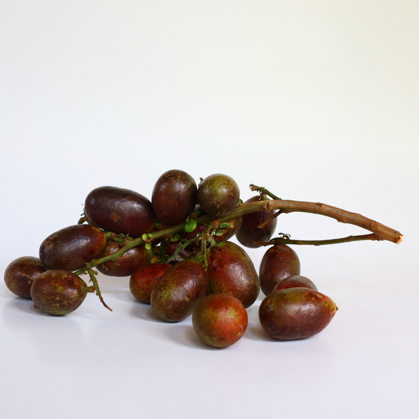 Matoa - Red Matoa - Pometia pinnata Fruit Plant