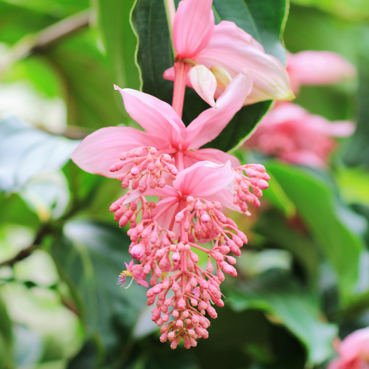 Exotic Medinilla Pink Hybrid Flower Plant - Live Vibrant Blooms for Home