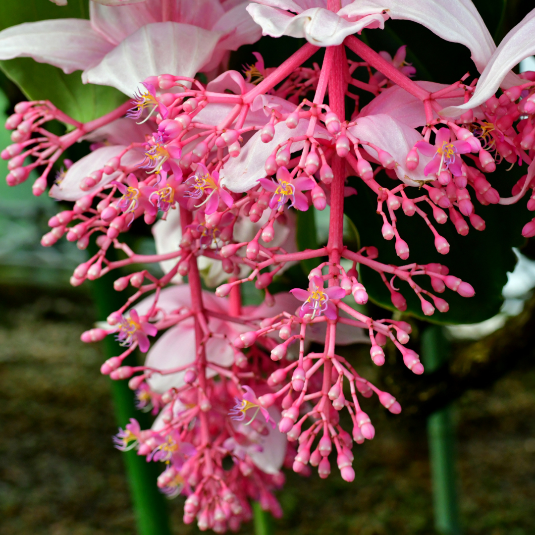 Exotic Medinilla Pink Hybrid Flower Plant - Live Vibrant Blooms for Home