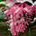 Exotic Medinilla Pink Hybrid Flower Plant - Live Vibrant Blooms for Home