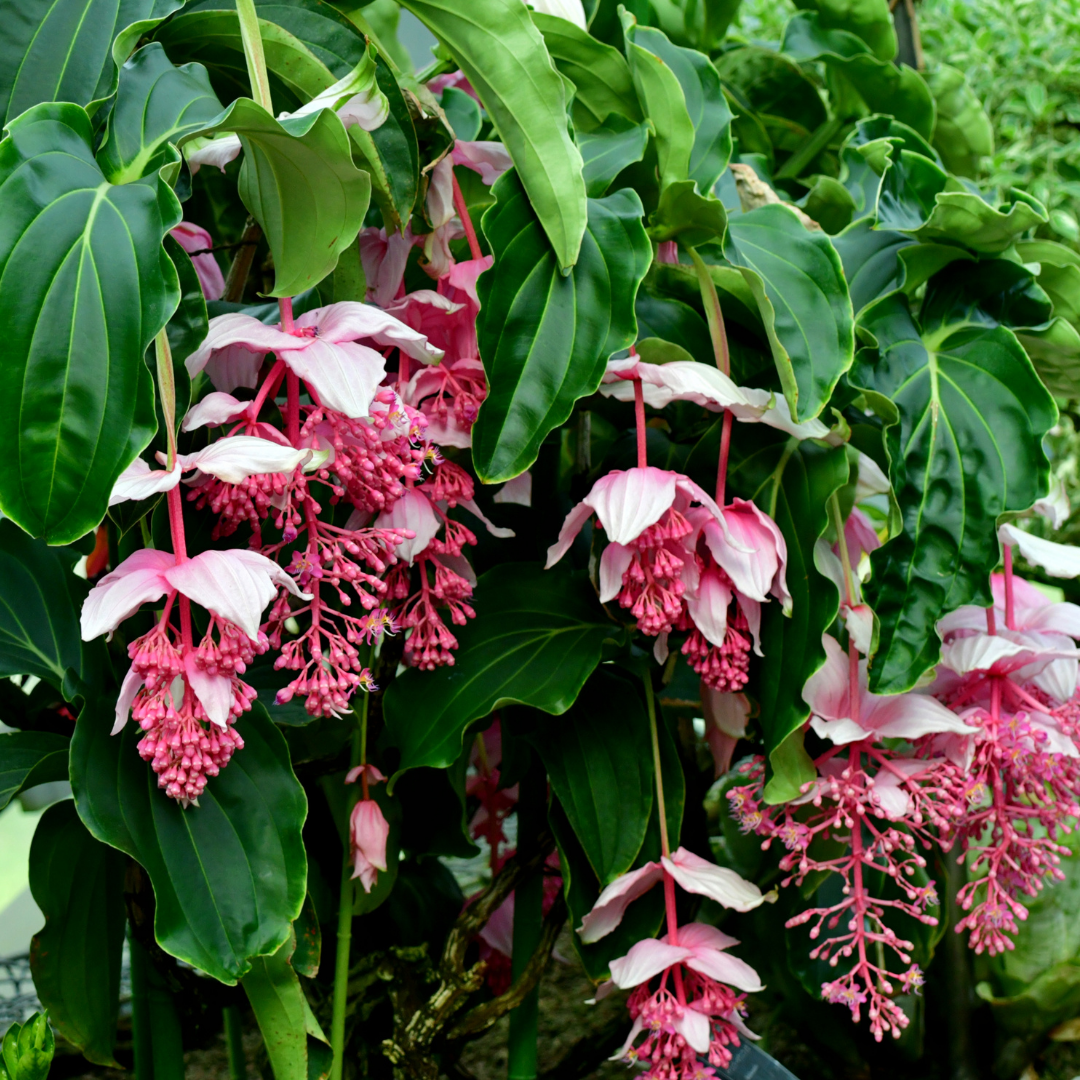 Exotic Medinilla Pink Hybrid Flower Plant - Live Vibrant Blooms for Home