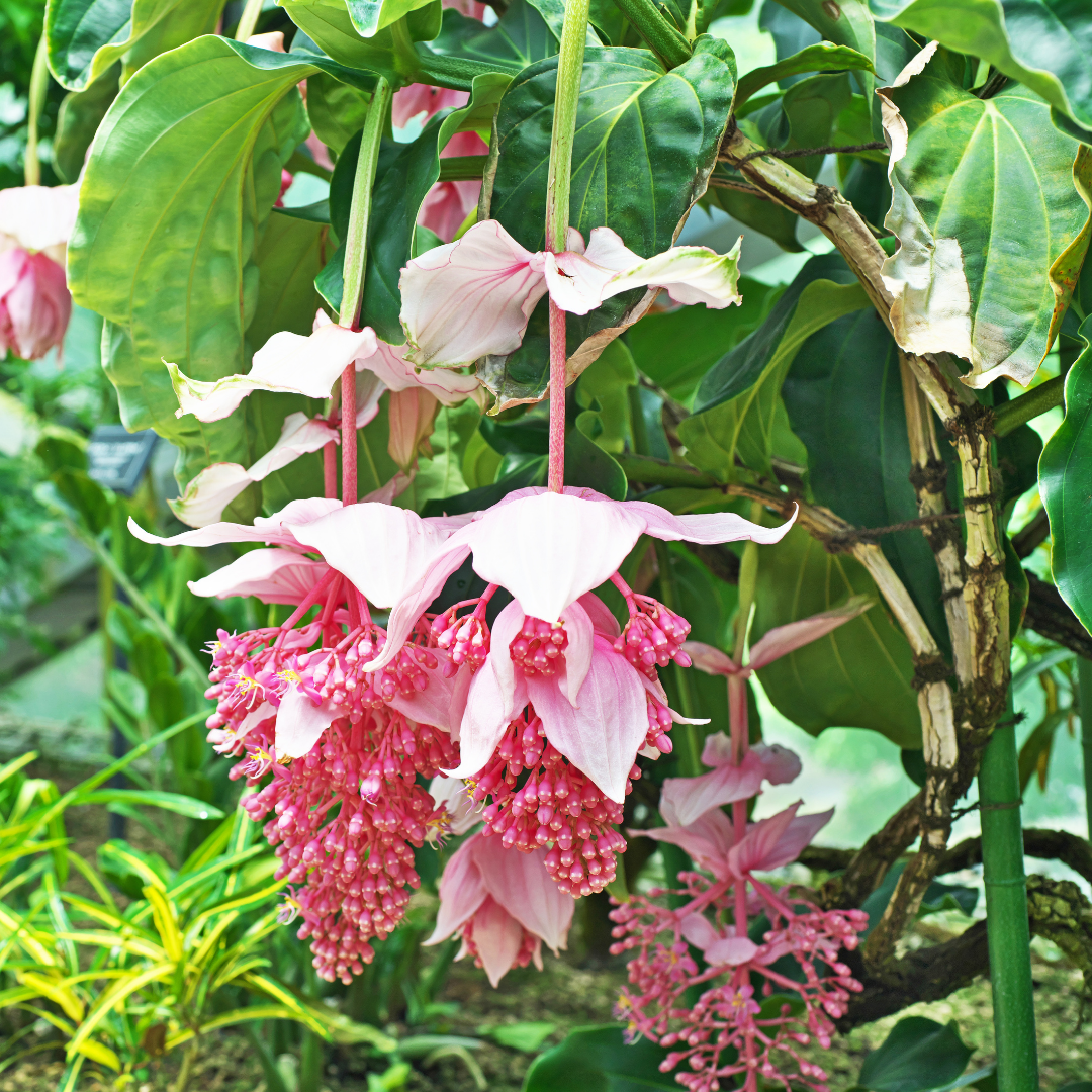 Exotic Medinilla Pink Hybrid Flower Plant - Live Vibrant Blooms for Home