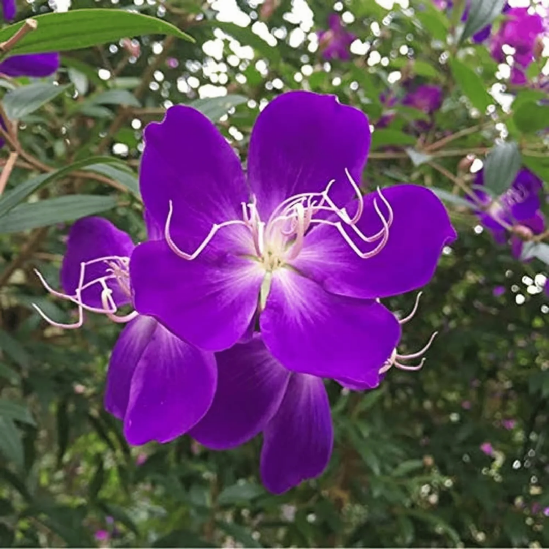 Vibrant Melastoma Purple Hybrid Flower Plant - Live Garden Beauty