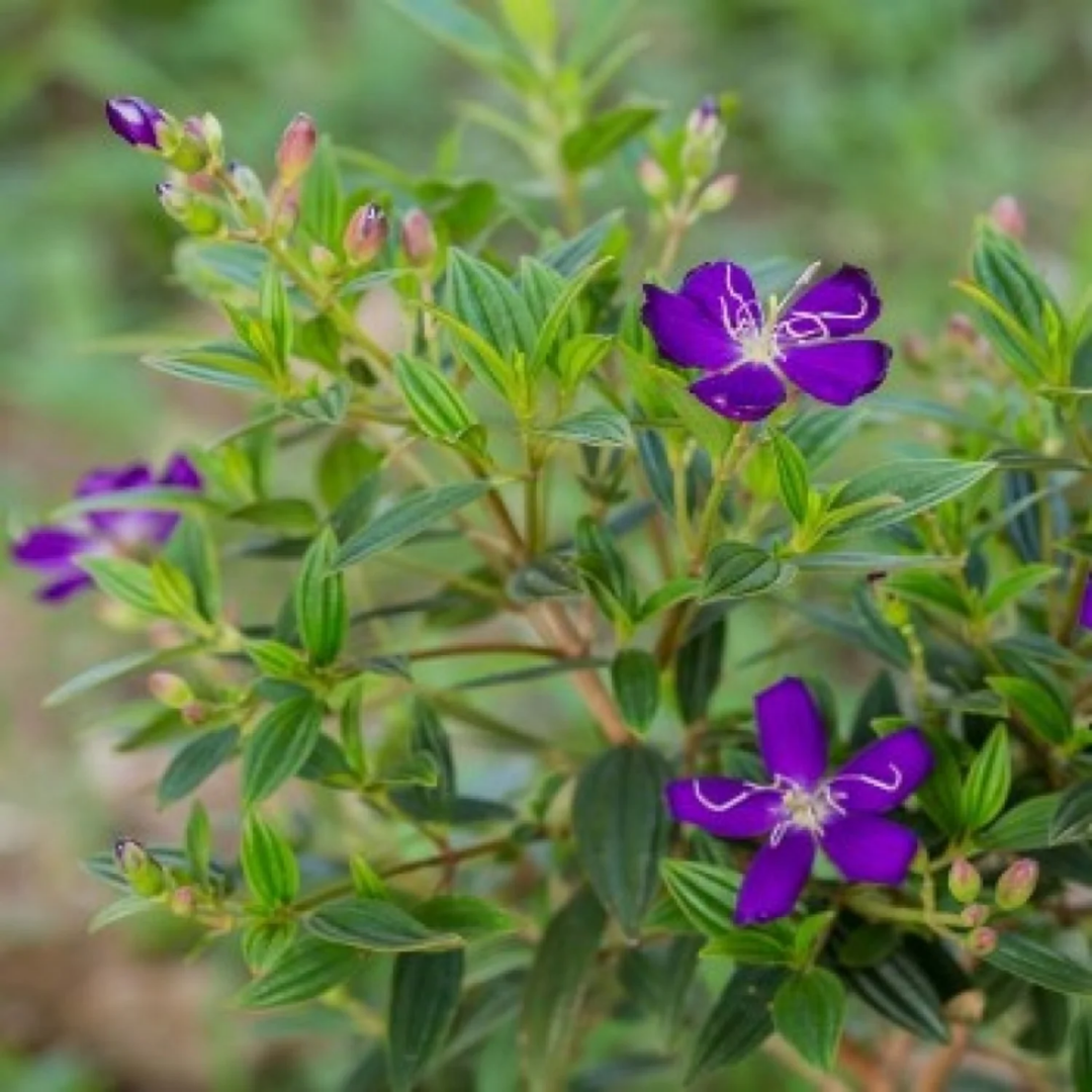 Vibrant Melastoma Purple Hybrid Flower Plant - Live Garden Beauty
